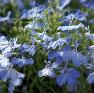 Лобелия Palace Sky Blue